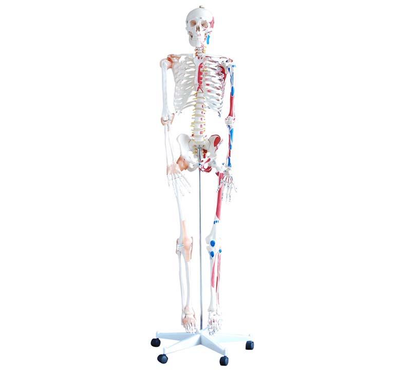 XC-101A Skeleton with Muscles and Ligaments 180cm 