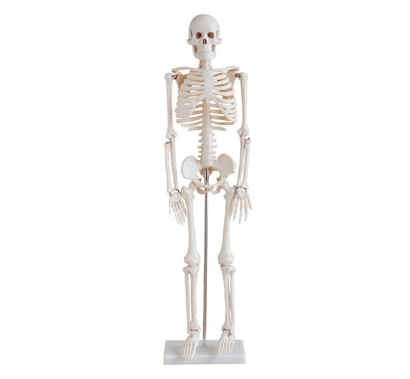 XC-102A 85cm Skeleton with Spinal Nerves
