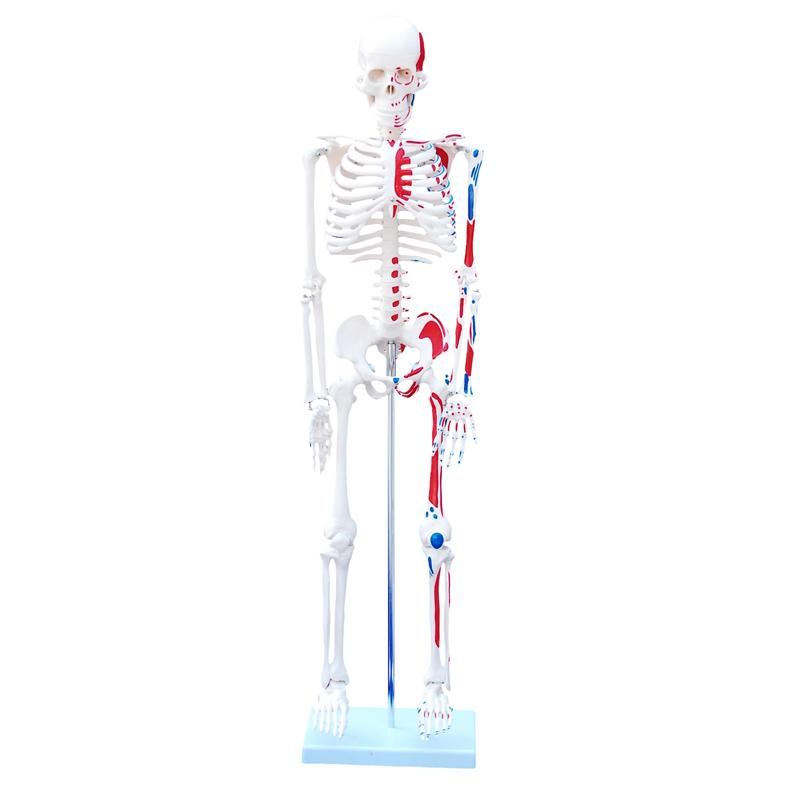 XC-102B 85cm Skeleton with Nerves and Blood Vessel