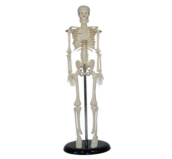 XC-103 45CM Mini Skeleton