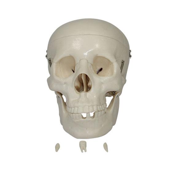 XC-104 Life-Size Skull