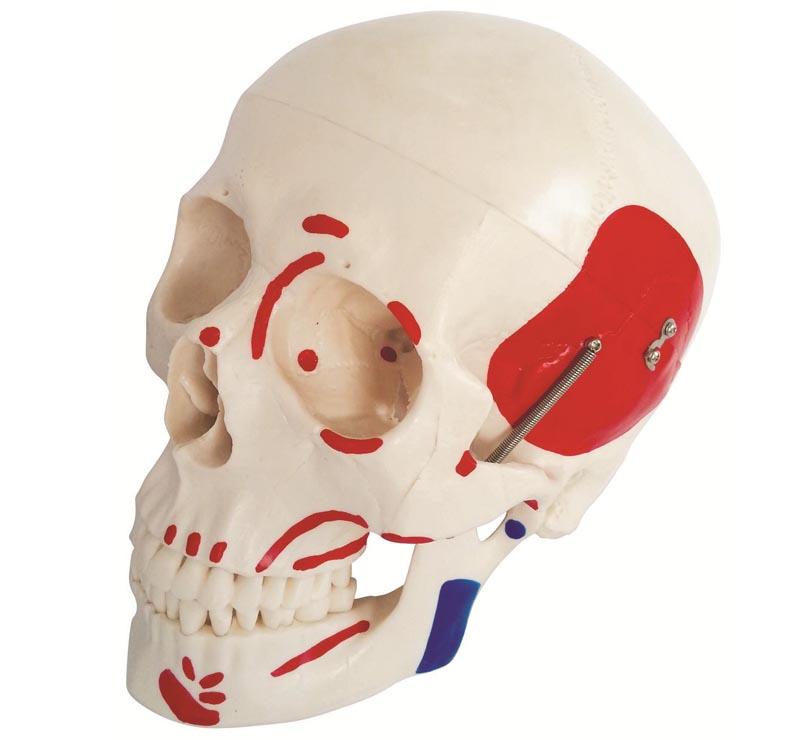  XC-104B Life-Size Skull with Painted Muscles