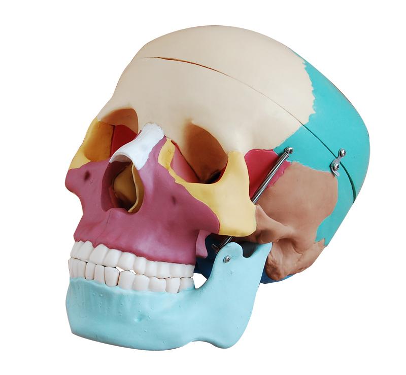 XC-104C Life-Size Skull with Colored Bones