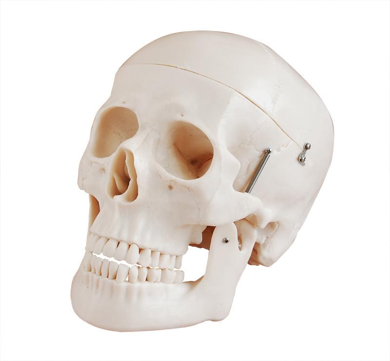 XC-104D Deluxe Life-Size Skull Style D