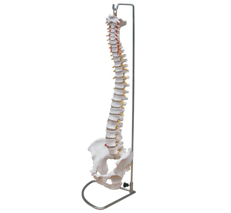 XC-105 Life-Size Vertebral Column with Pelvis
