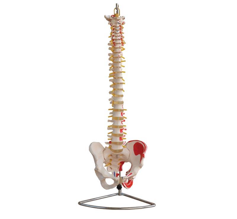 XC-105A Vertebral Column with Pelvis and Painted M