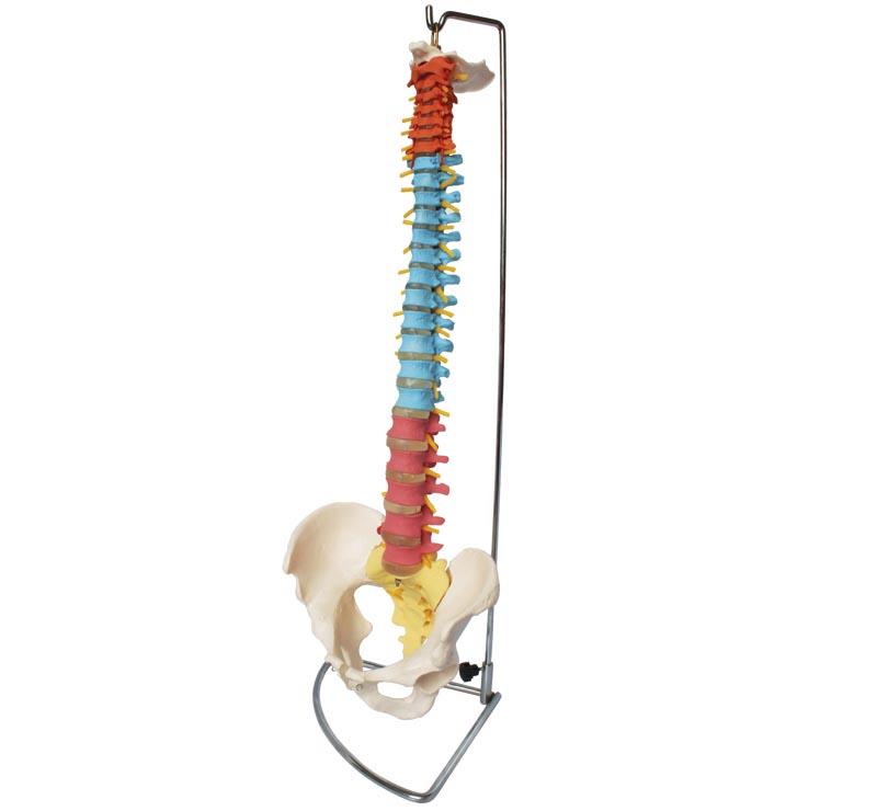  XC-105C Didactic Vertebral Column with Pelvis