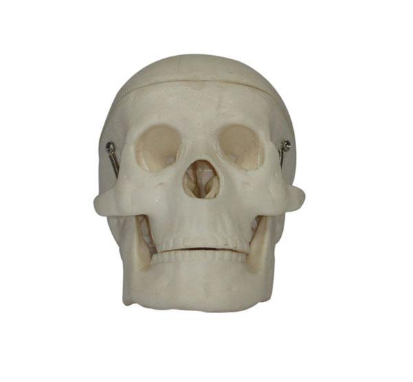  XC-106 Miniature Plastic Skull