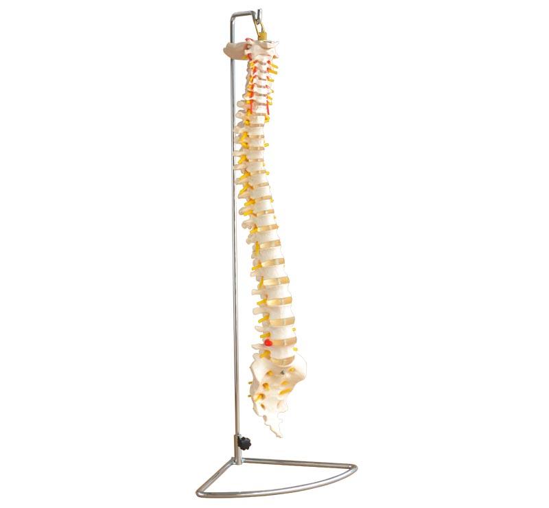 XC-107 Life-Size Vertebral Column