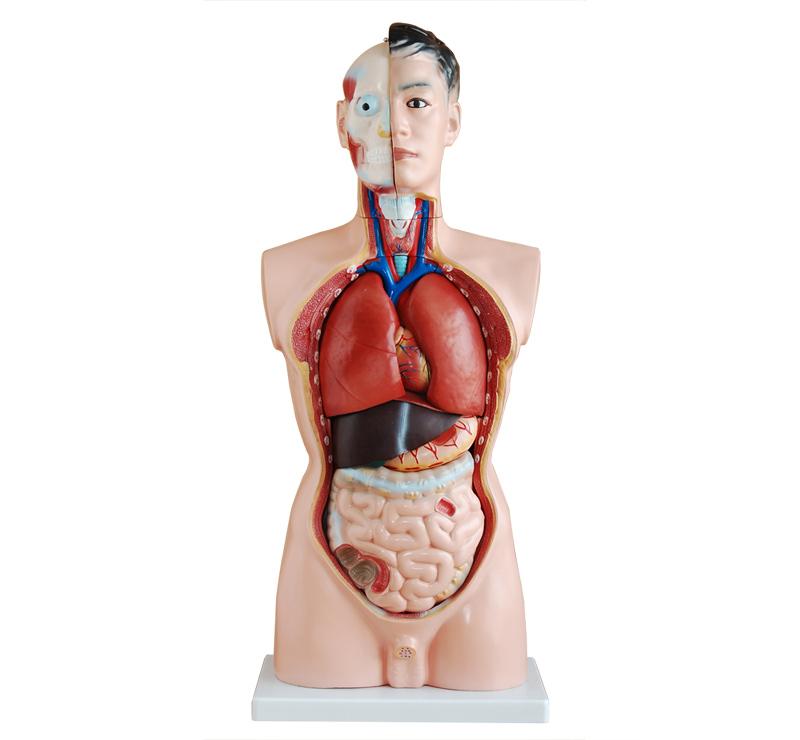 XC-201 85CM Male Torso 19 Parts
