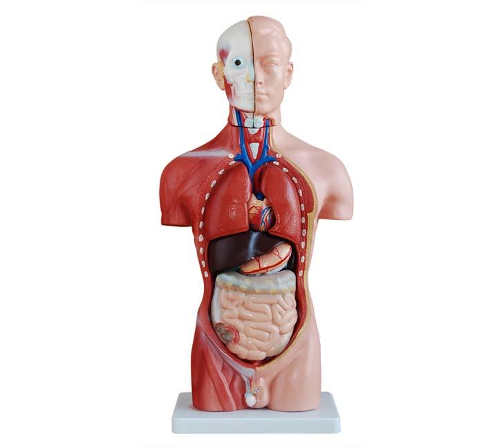 XC-202A 42CM Male Torso 13 Parts