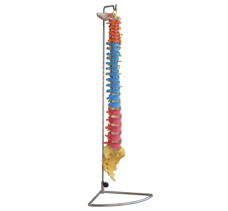  XC-107C Didactic Vertebral Column