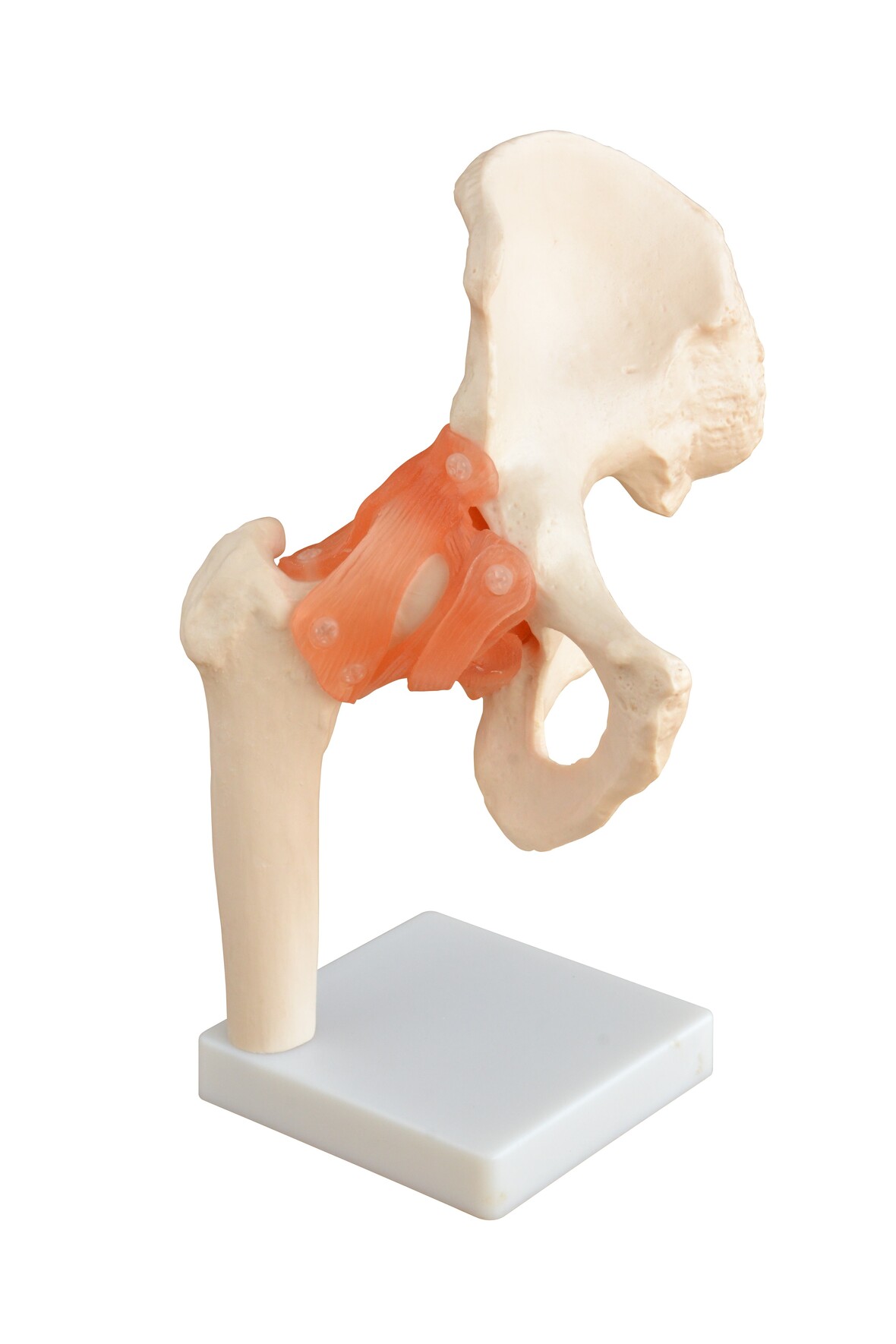 XC-110 Life-Size Hip Joint