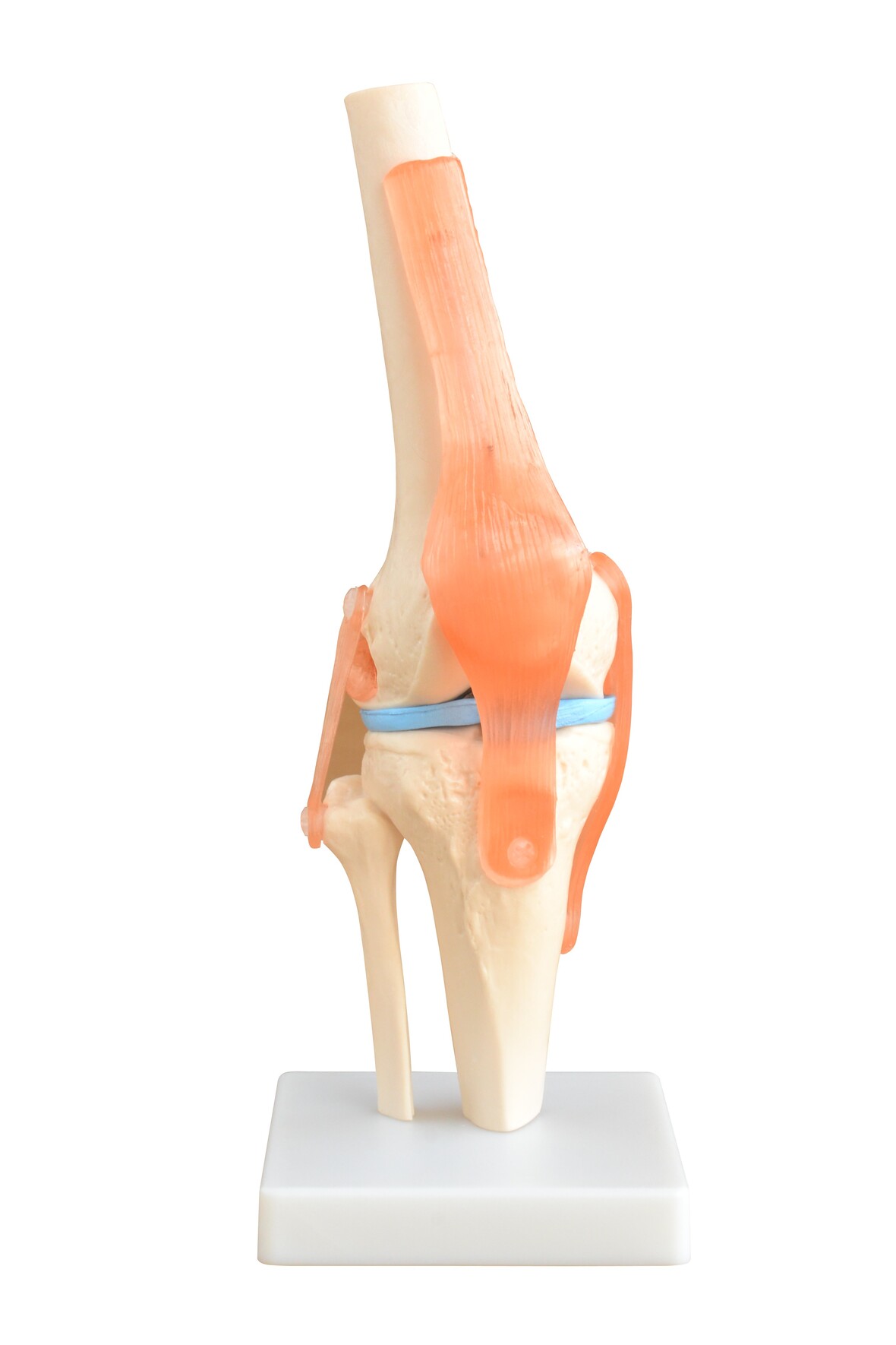  XC-111 Life-Size Knee Joint