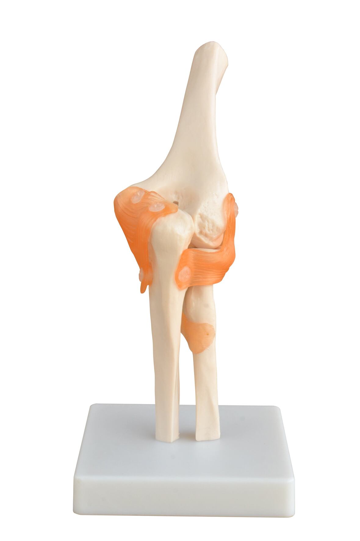 XC-112 Life-Size Elbow Joint