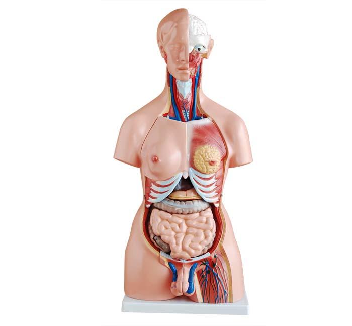 XC-204 85CM Unisex Torso 23 Parts