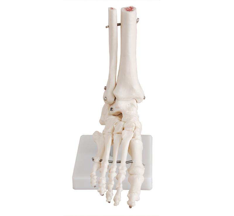 XC-113 Life-Size Foot Joint