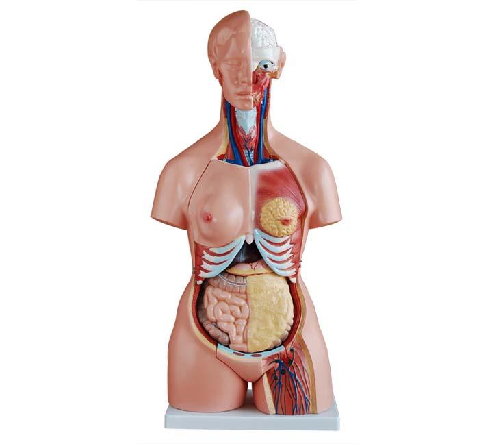 XC-204A 85CM Tri-sex Torso 21 Parts