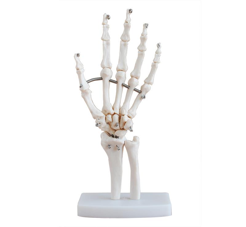  XC-114 Life-Size Hand Joint