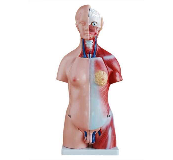 XC-205 45CM Unisex Torso 23 Parts