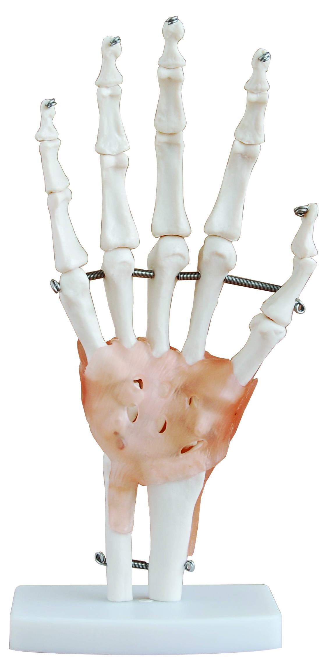 XC-114A Life-Size Hand Joint with Ligaments