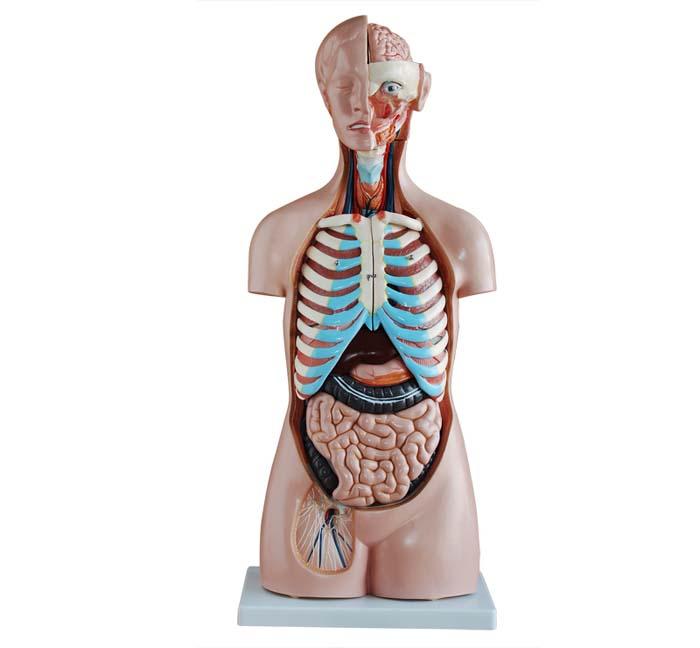  XC-206 85CM Sexless Torso 20 Parts