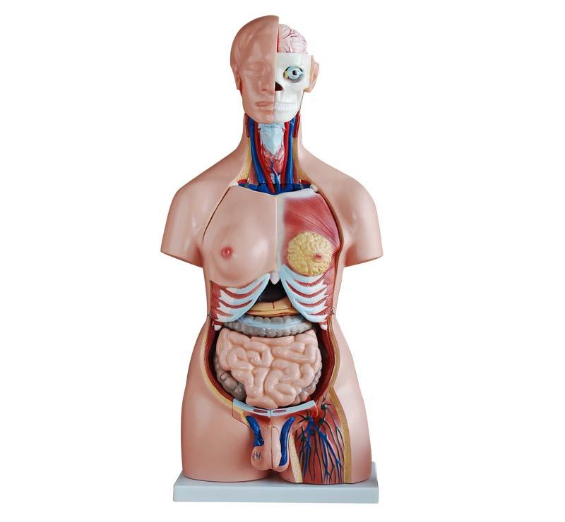 XC-208 85CM Unisex Torso 40 Parts