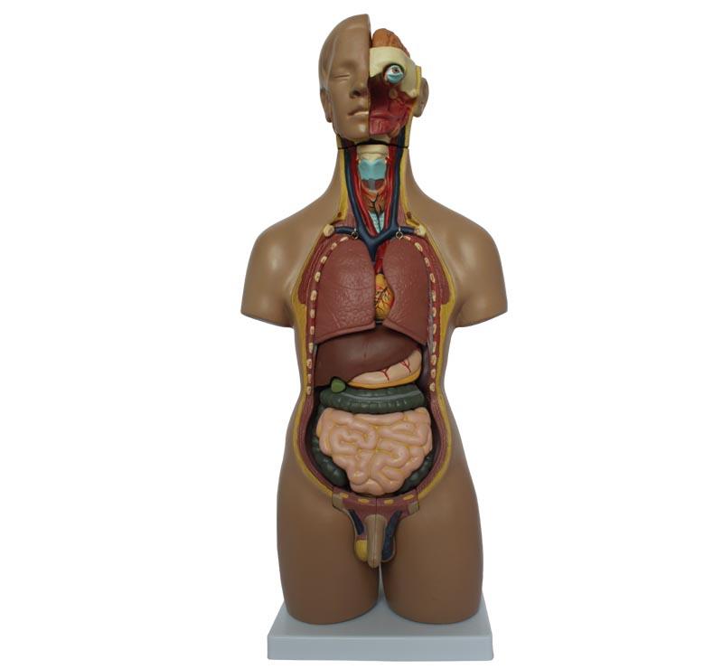 XC-209 55CM Unisex Torso 20 Parts