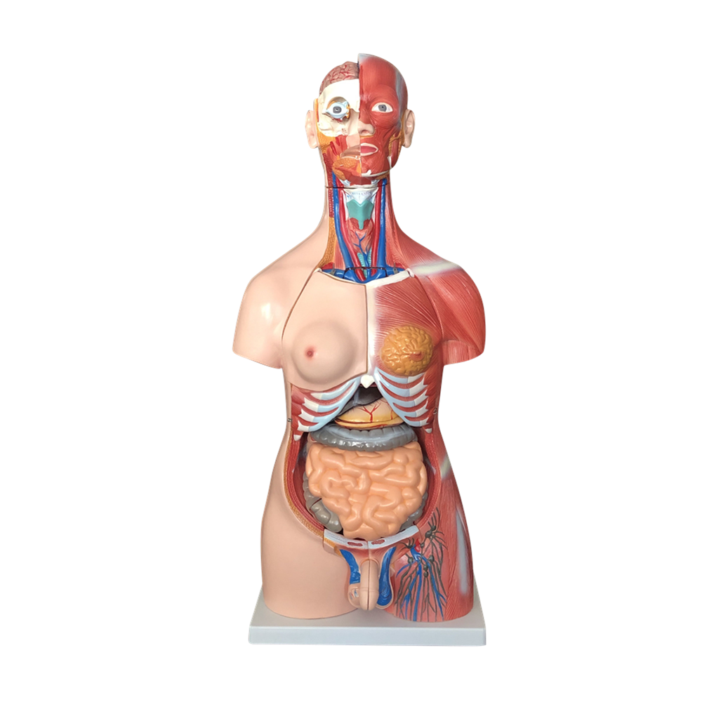 XC-210 85CM Unisex Muscle Torso 30 Parts
