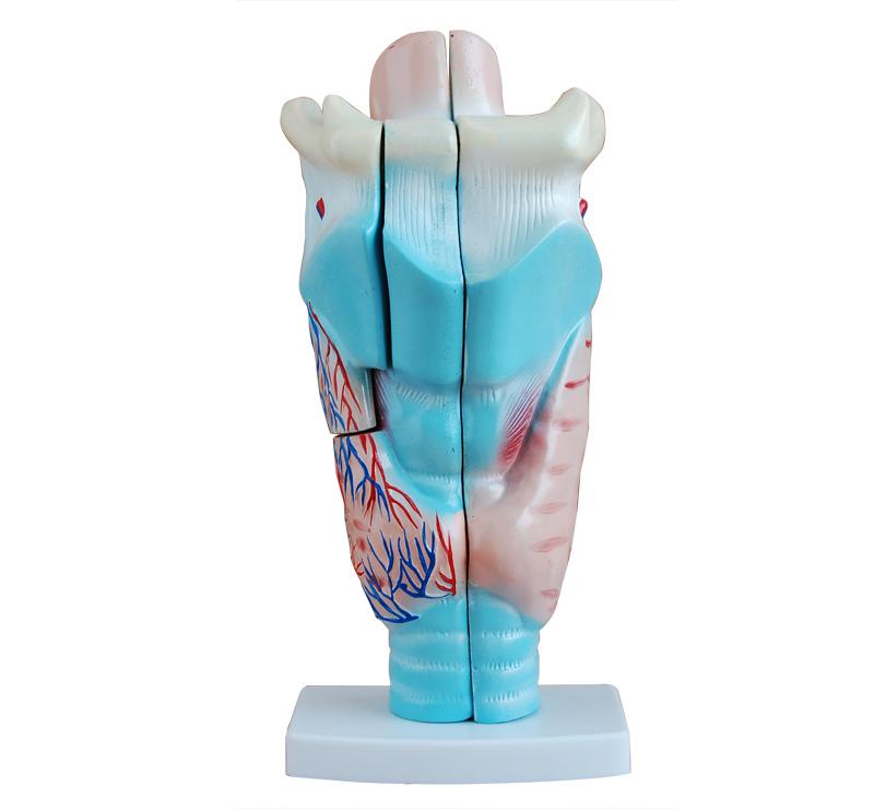 XC-301 Magnified Human Larynx Model
