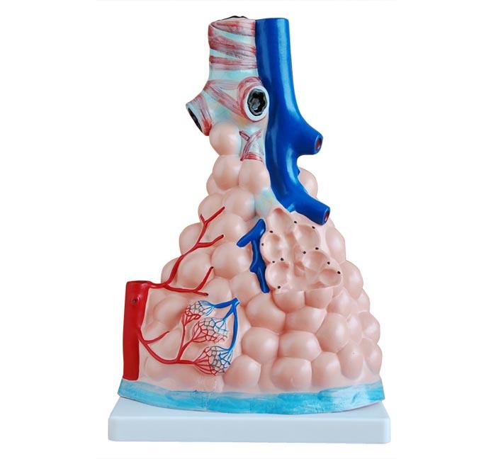 XC-302 Magnified Pulmonary Alveoli Model