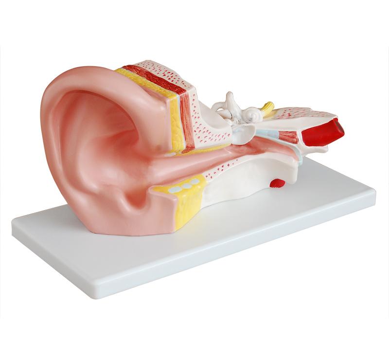 XC-303B Middle Ear Model