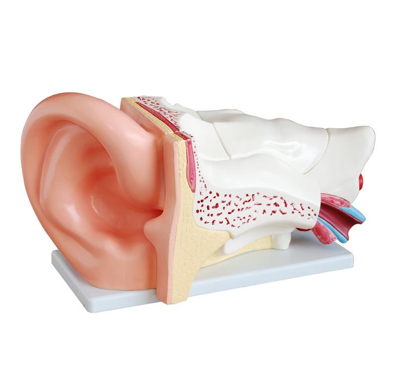 XC-303C New Style Giant Ear Model