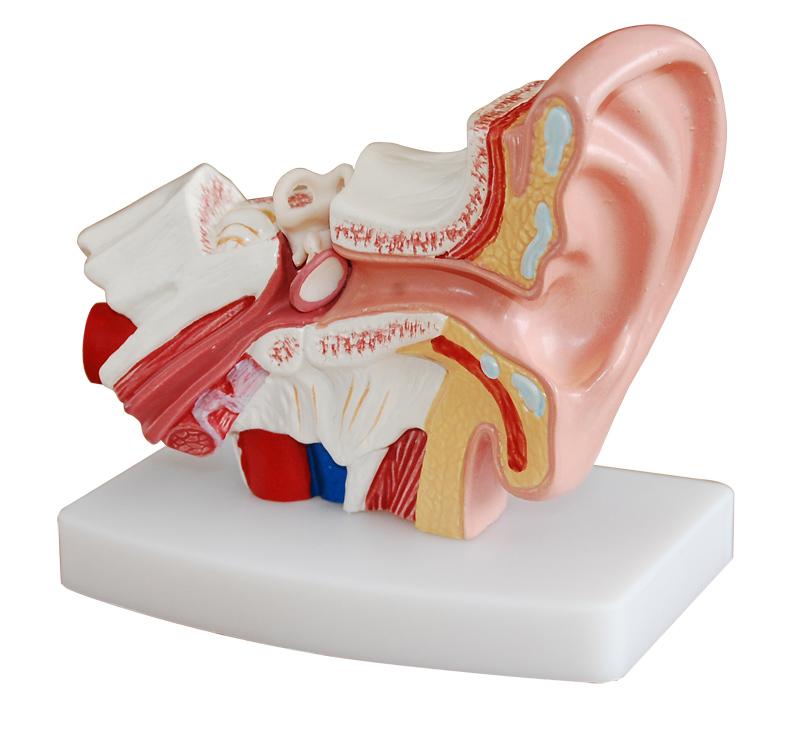XC-303D Desktop Ear Model