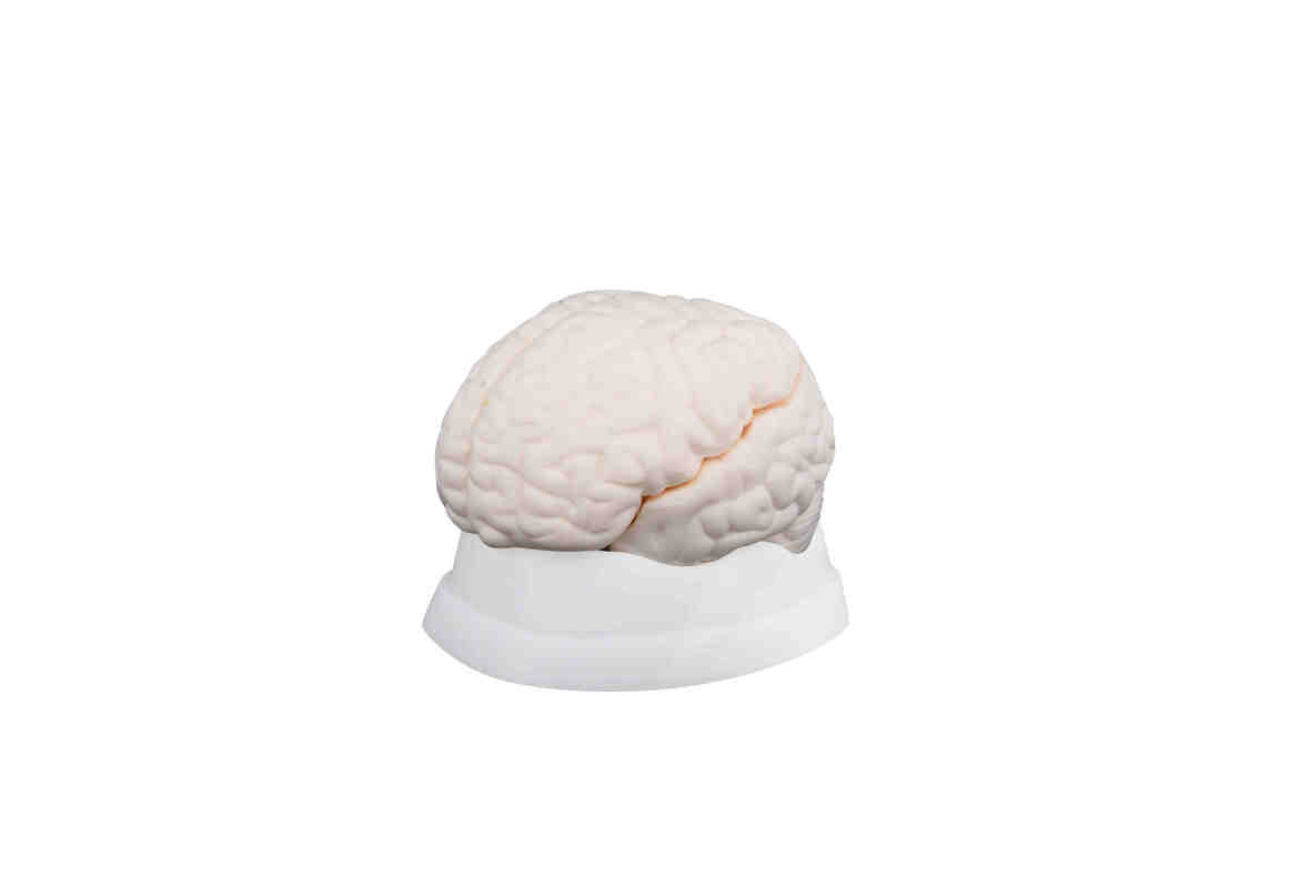 XC-304 Brain Model