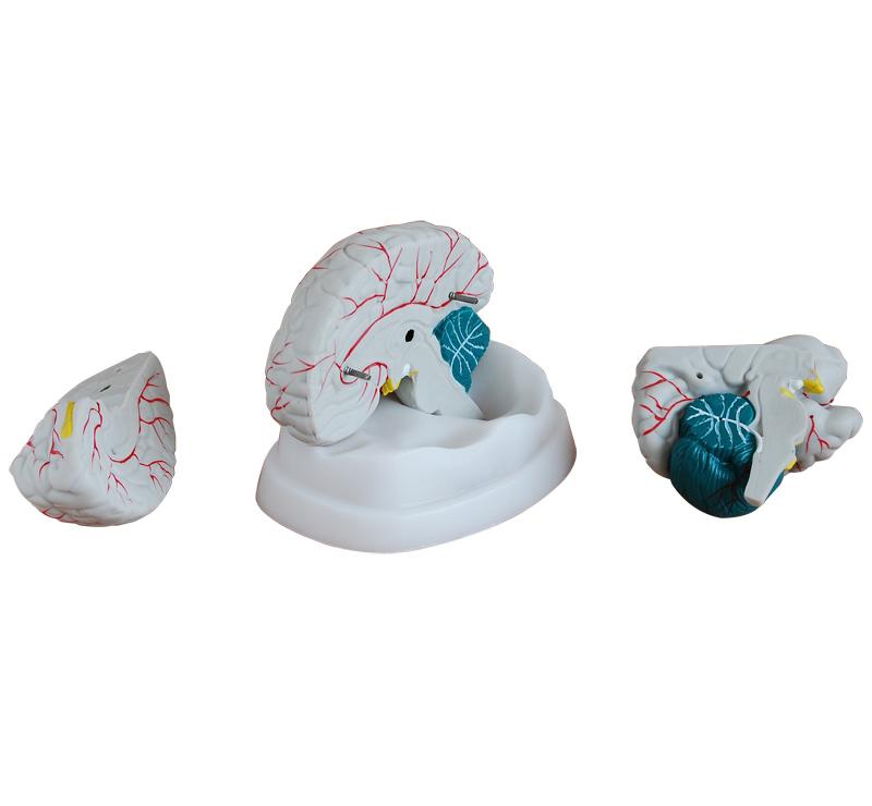  XC-304A New Style Brain Model