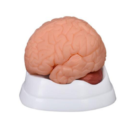 XC-304B New Style Brain Model 9 Parts