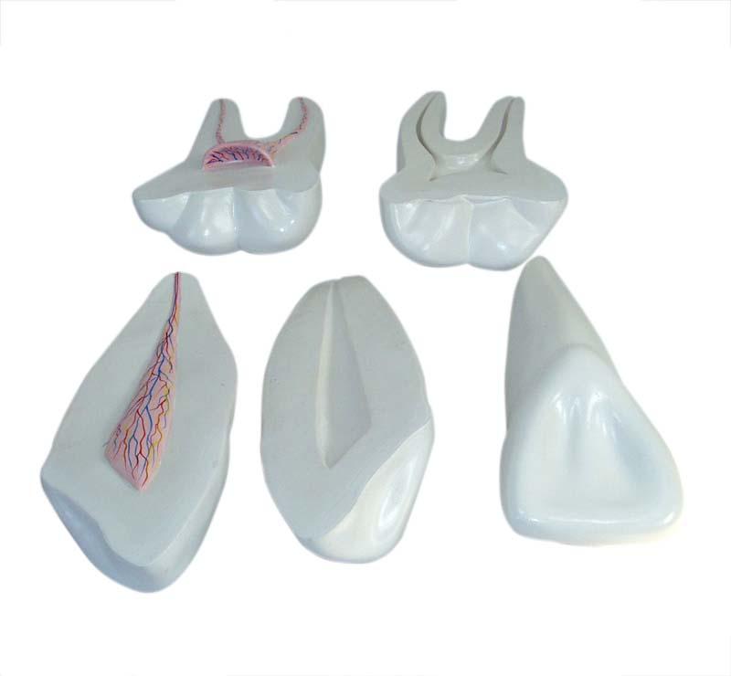 XC-305 Expansion Model of Human Teeth