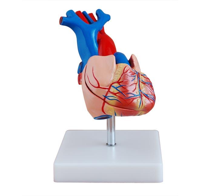 XC-307A Life-Size Heart Model