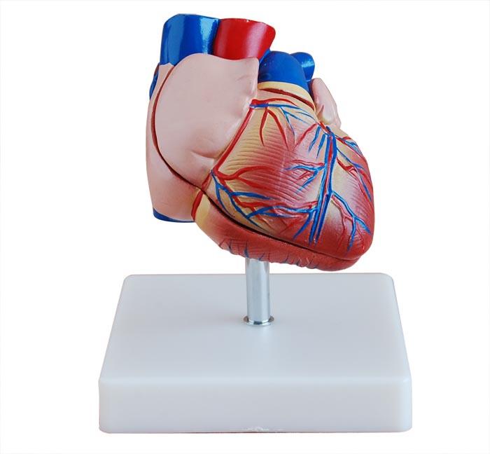 XC-307B New Style Life-Size Heart Model