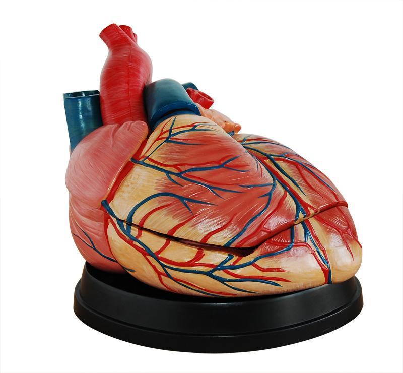 XC-307C New Style Jumbo Heart Model