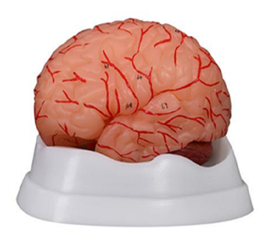 XC-308D Brain with Arteries 9 Parts