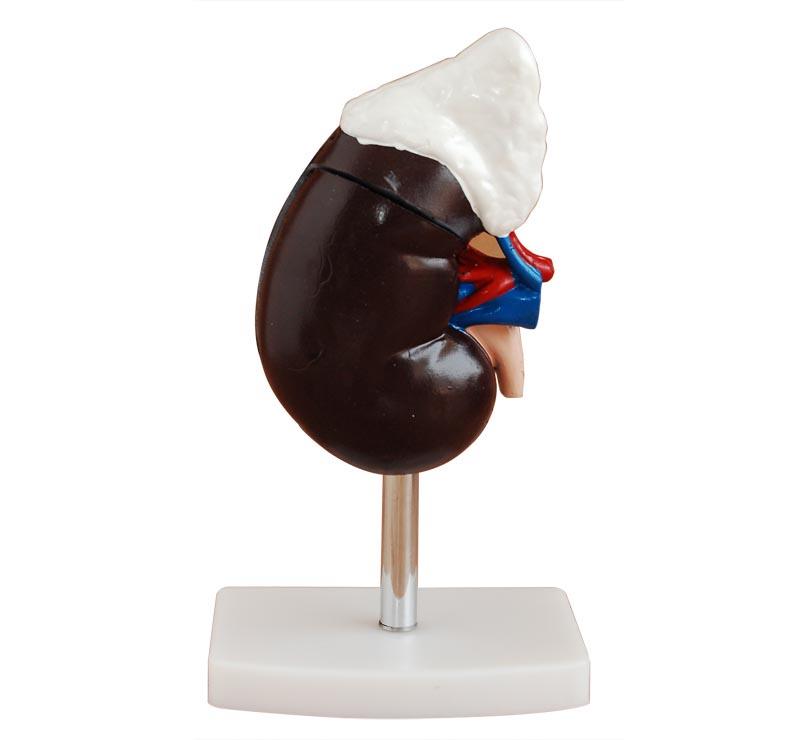  XC-310-3 Human Kidney with Adrenal Gland