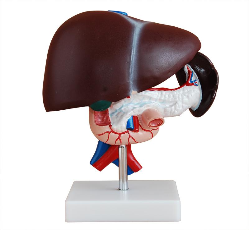 XC-311 Liver, Pancreas and Duodenum Model