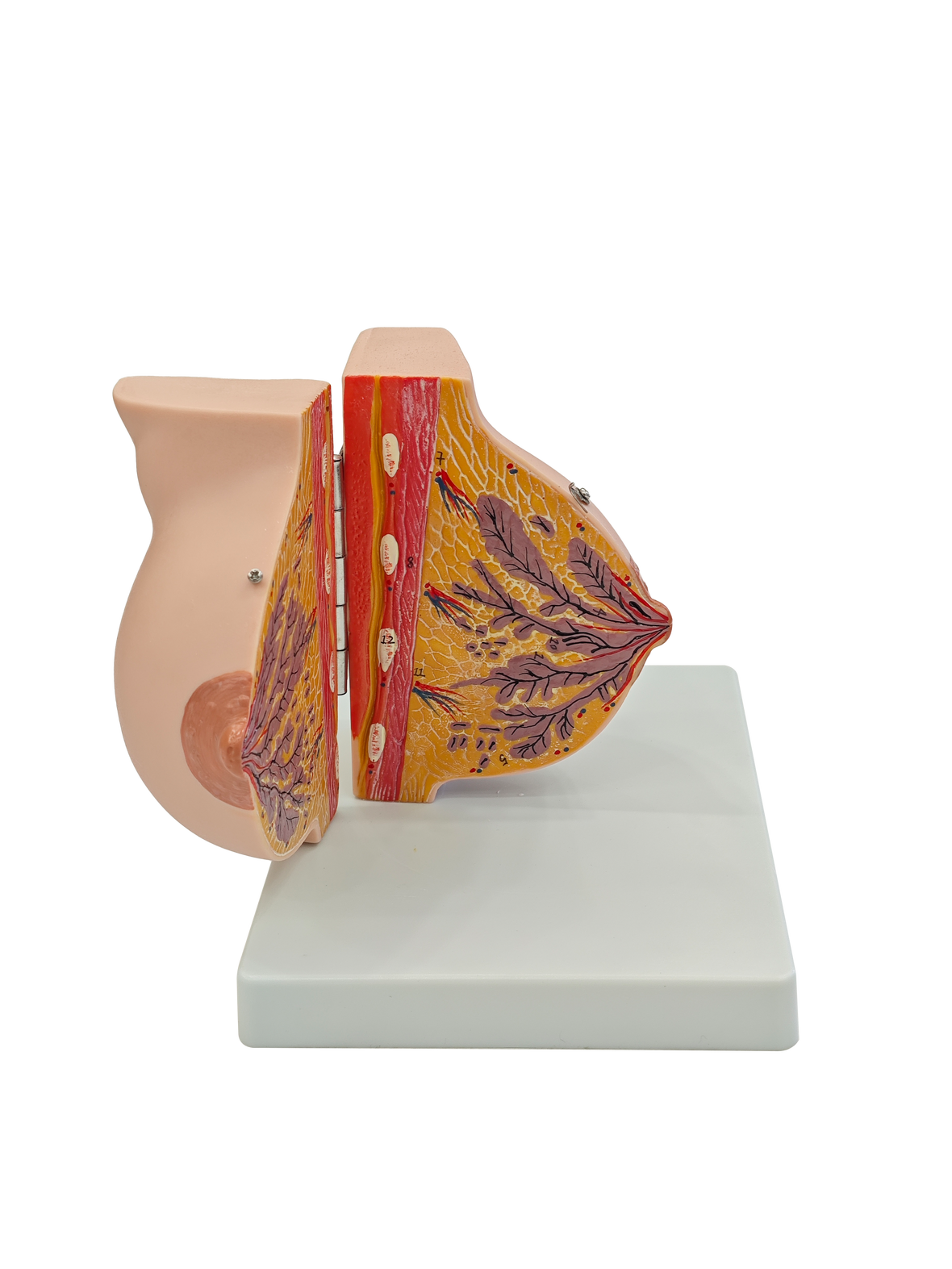 XC-314A Resting Phase Breast Model