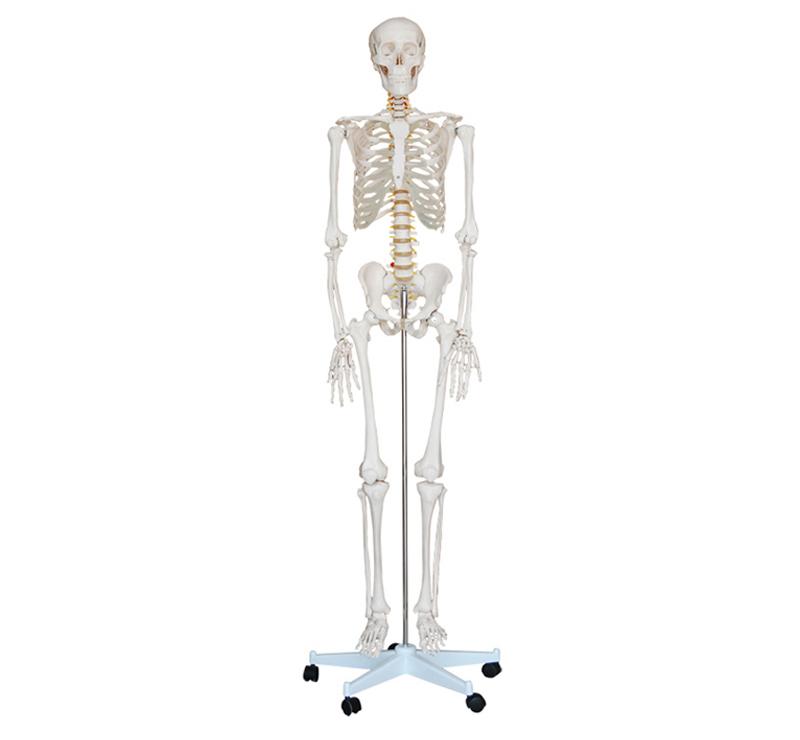 XC-101 Life-Size Skeleton 180cm Tall