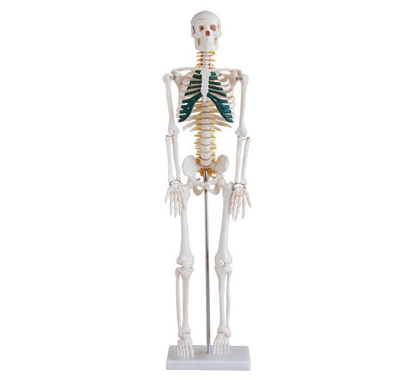 XC-102A 85cm Skeleton with Spinal Nerves