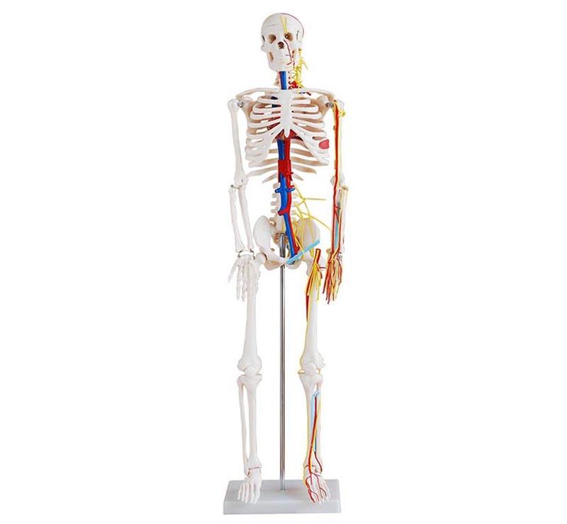  XC-102B 85cm Skeleton with Nerves and Blood Vesse