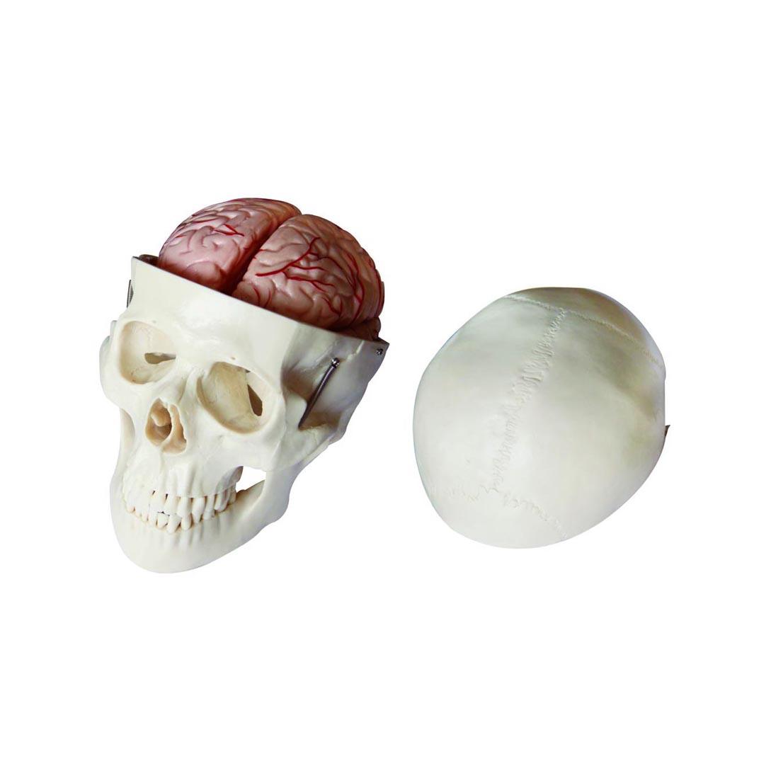 XC-104E Skull Model with 8 Parts Brain
