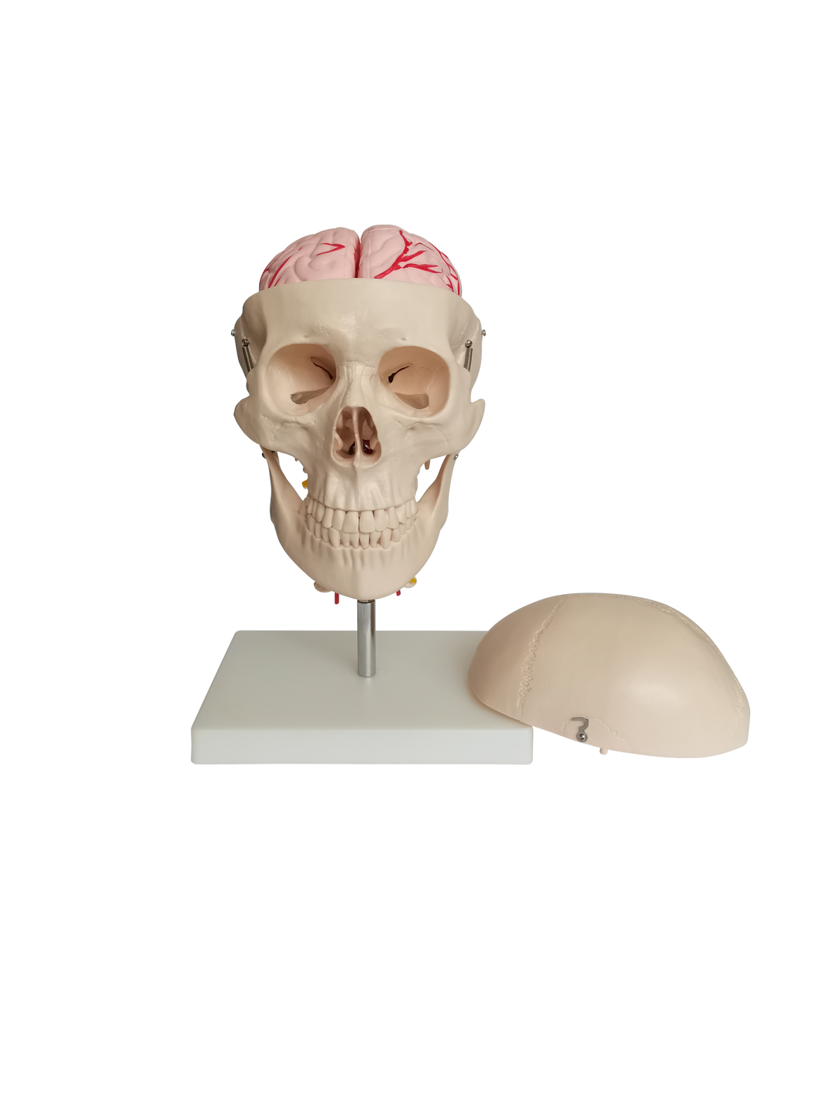 XC-135E Skull with 8 parts Brain and Cervical Spin
